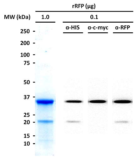 Црвен Флуоресцентен Протеин, Подобрен 5,0 мг | Молекуларен Биолошки Лабораториски Реагенс | Рекомбинантен Протеин