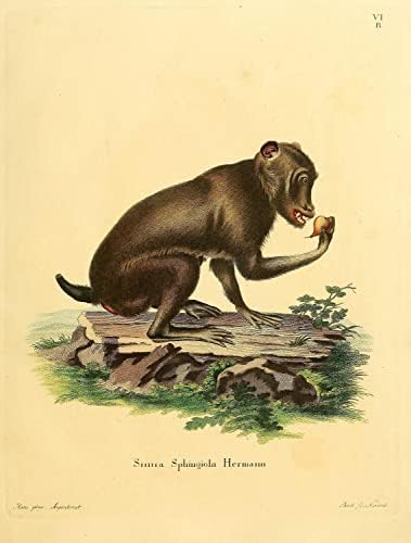 Чакма Кејп Бабун Примат Мајмун Гроздобер Дивиот Свет Училница Канцеларија Декор Зоологија Античка Илустрација Ликовна Уметност