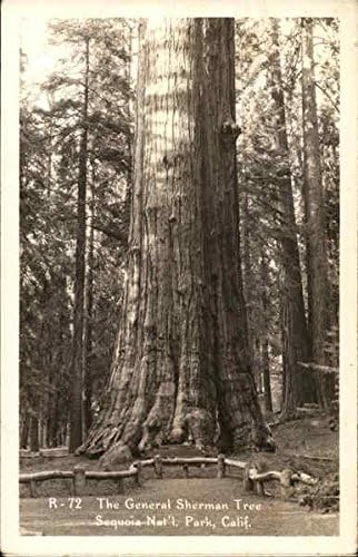 Генералот Шерман дрво Sequoia & Kings Canyon National Parks оригинална античка разгледница